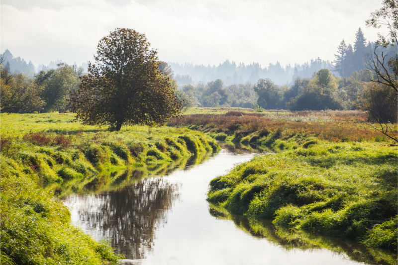 Salmon Creek